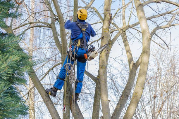 How Our Tree Care Process Works  in  Pearsall, TX